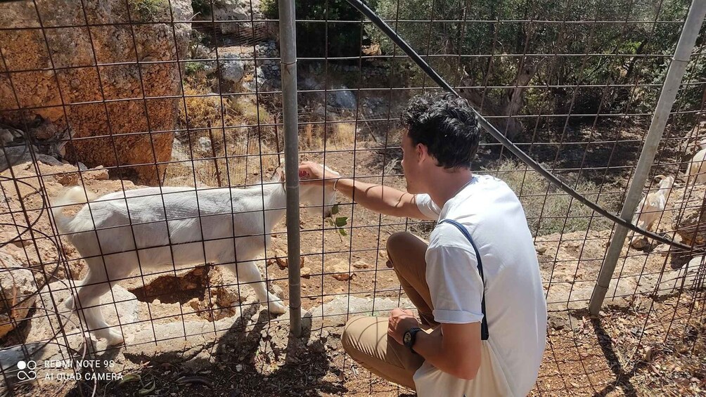 A person feeding a white goat through a wire fence in a rocky enclosure. 4