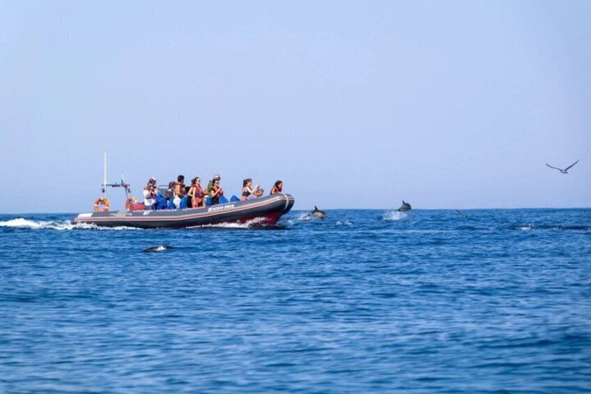 En båd med passagerer, der observerer delfiner i havet. 4