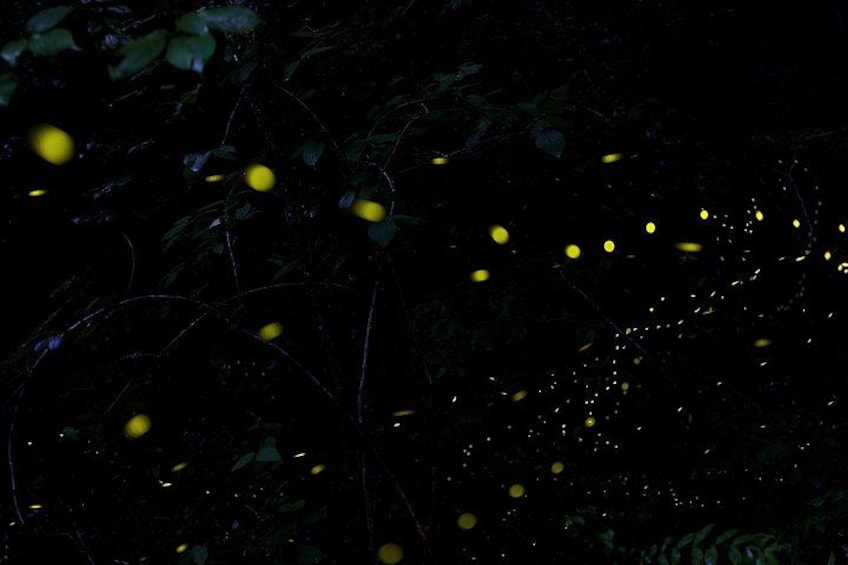 A dark forest with yellow lights scattered throughout. 2