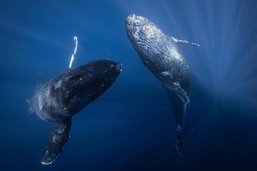 Two whales swimming in the ocean. 4
