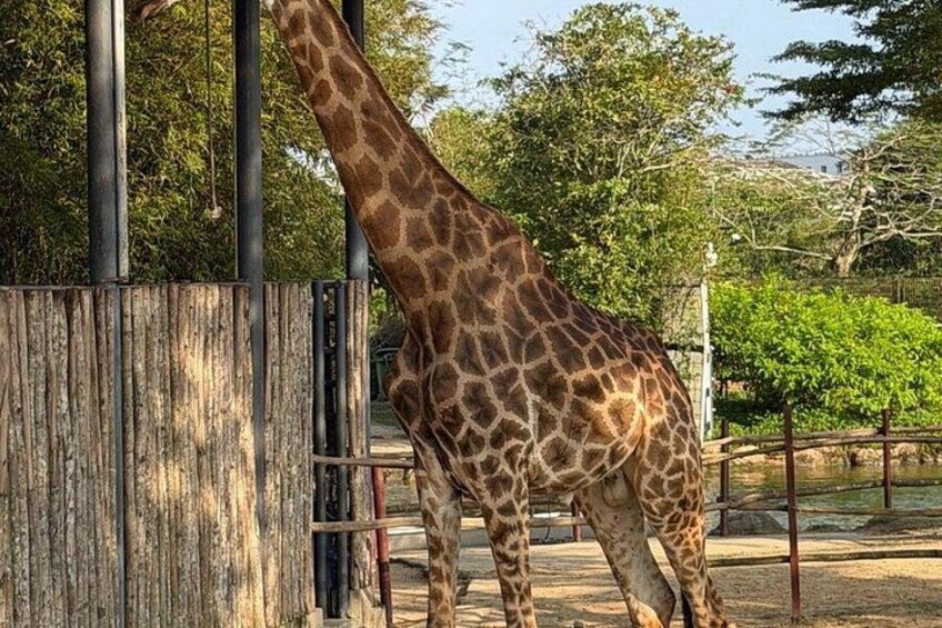 Eine Giraffe steht in einer Zoogehege in der Nähe eines Holzzauns. 2