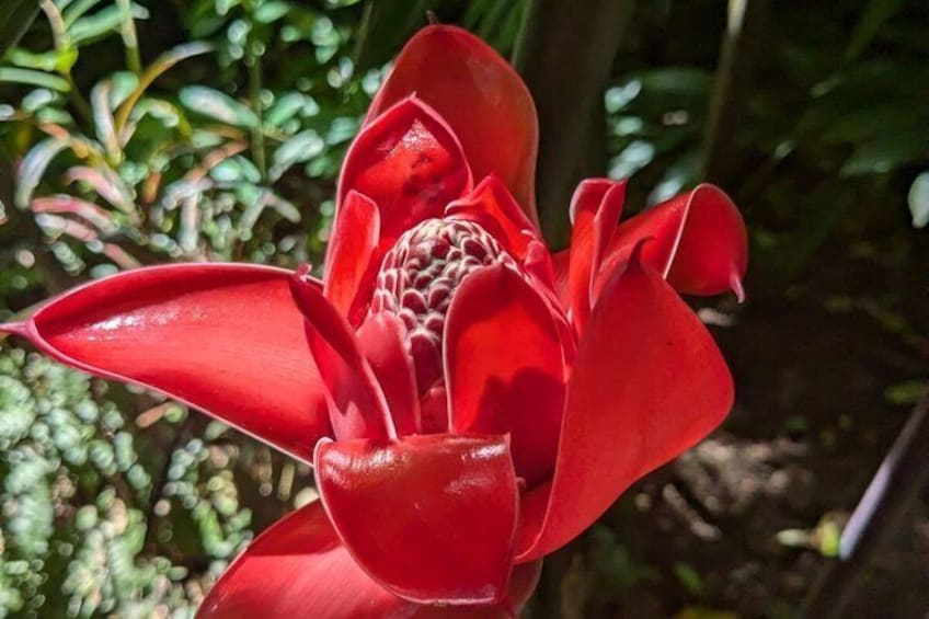Una flor roja con pétalos destacados y una estructura central, rodeada de follaje verde. 2