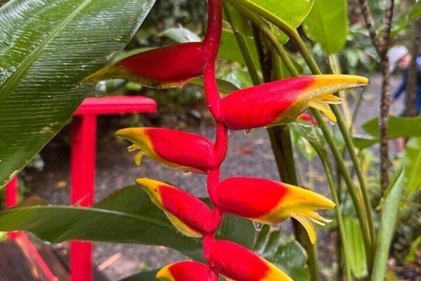 Una flor de ave del paraíso de color rojo y amarillo con hojas verdes. 5