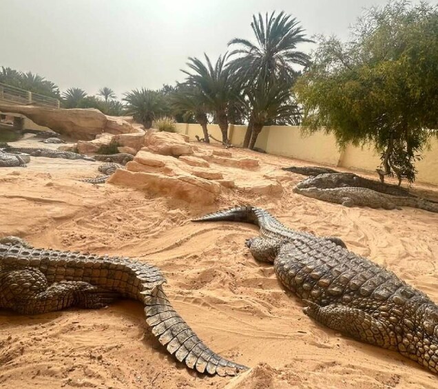 Picture 15 for Activity Djerba: Crocodiles, Guided Museum Tour & Free Souvenir 2