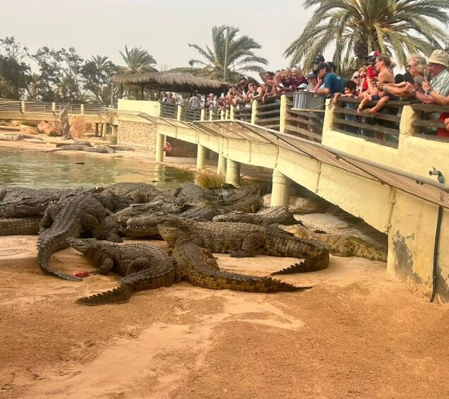 Djerba: Crocodiles, Guided Museum Tour & Free Souvenir 1