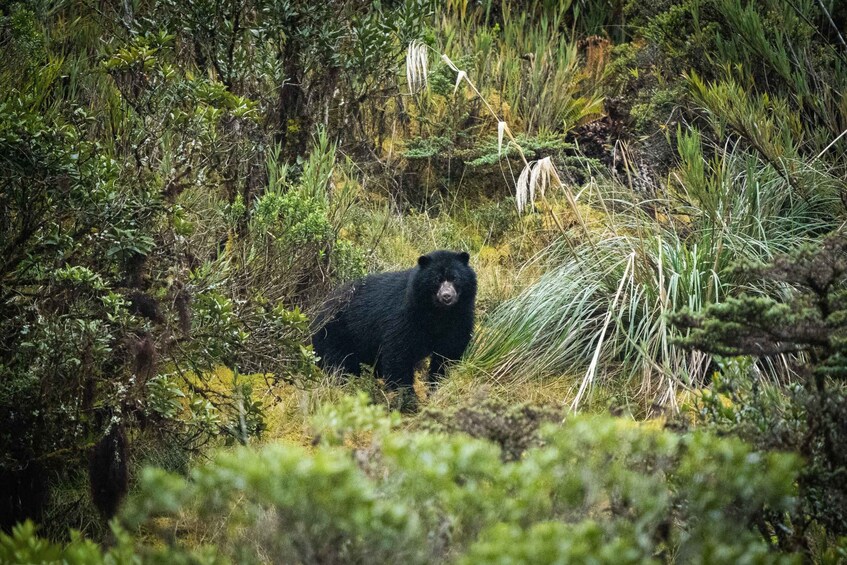 A black bear in a dense forest with various green plants and trees. 4