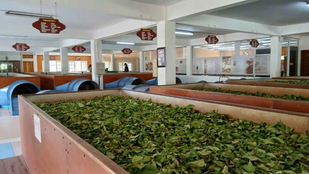 A large indoor facility with rows of green leafy material in containers, possibly for processing or storage. 3