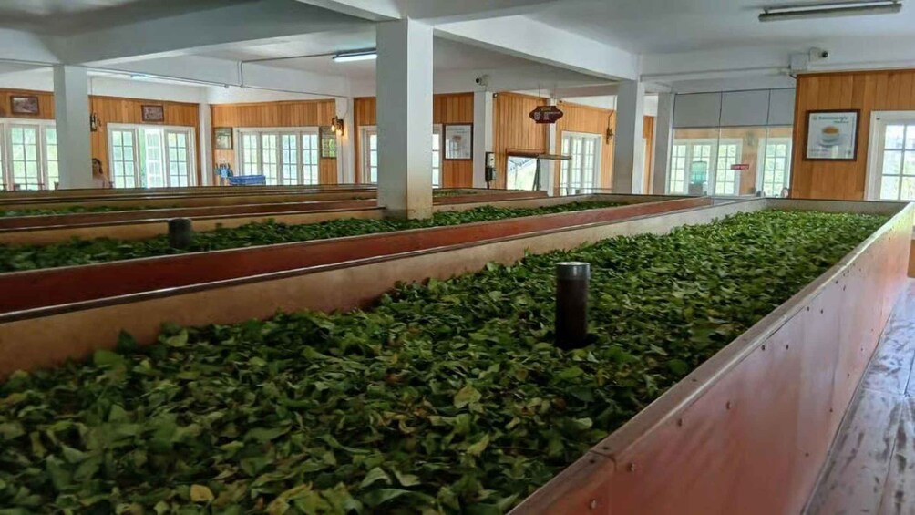 A large indoor space with rows of green plants, wooden benches, and large windows. 2