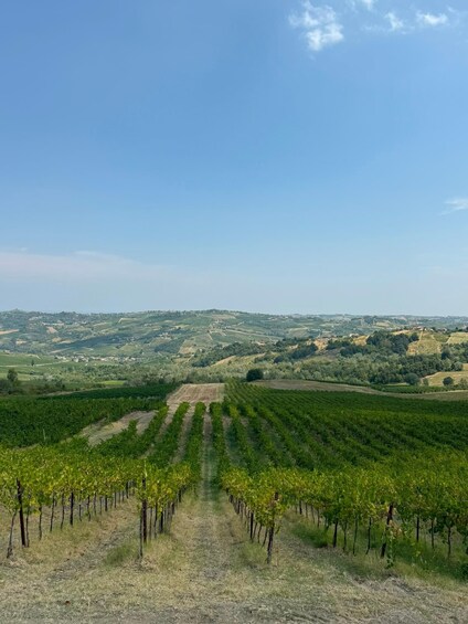 Picture 23 for Activity Harvest Summer Vineyard Milan’s Perfect Wine Tasting Lunch 2