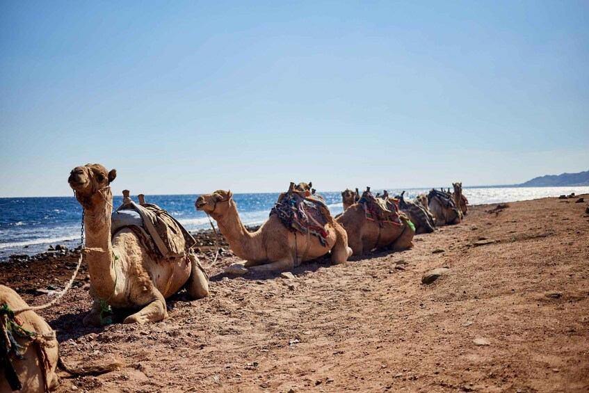 Picture 8 for Activity Sharm: 3 Pools Dahab Tour, Quad, Camel, Red Canyon & Lunch 3
