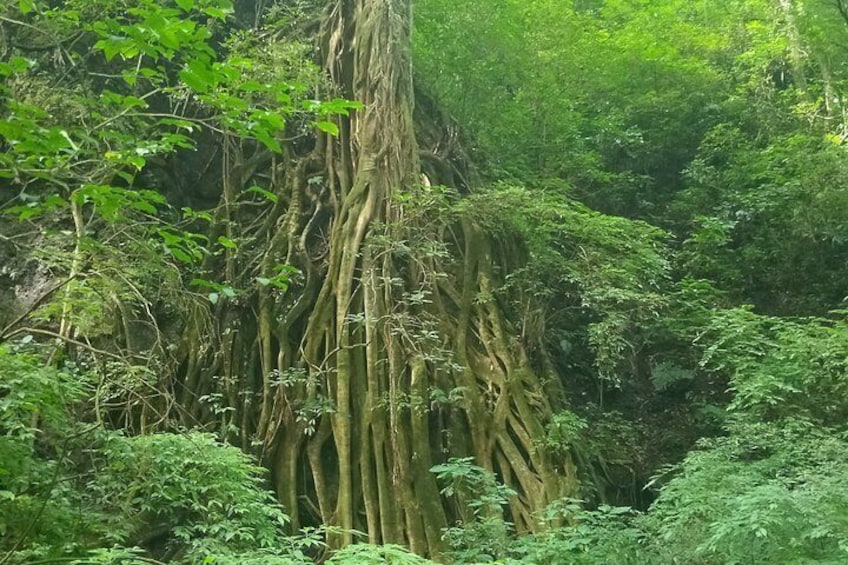 A dense forest with a prominent tree featuring extensive aerial roots. 5