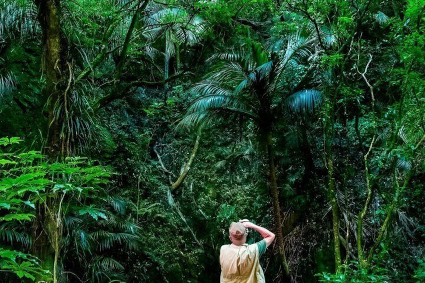 A person in a forested area with dense foliage and tall trees. 3
