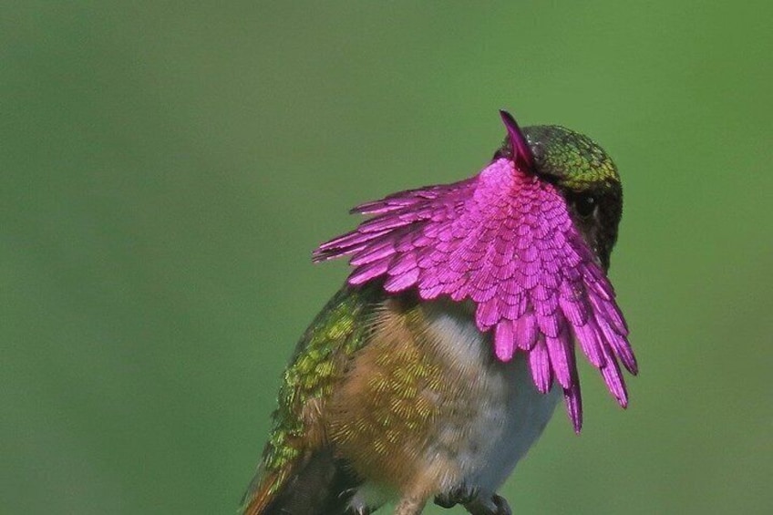 A hummingbird with vibrant pink throat feathers perched on a branch. 1