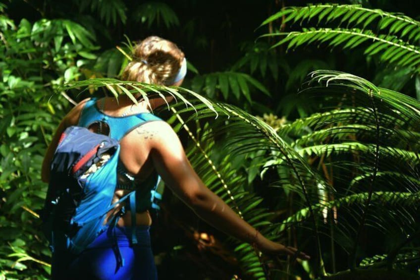 A person hiking in a dense forest with ferns. 2