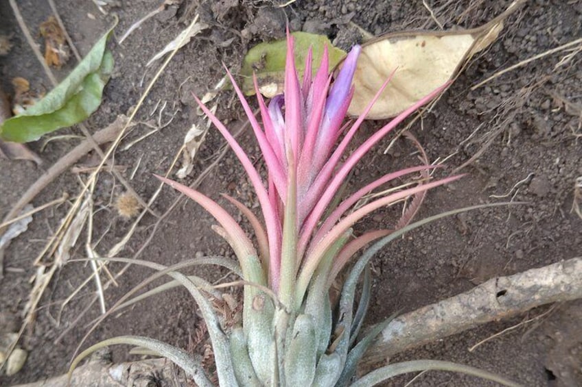 A plant with pink and green leaves growing in soil. 4