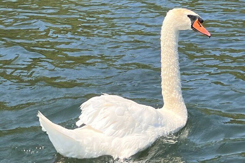 Un cigno bianco che nuota in acque calme. 3