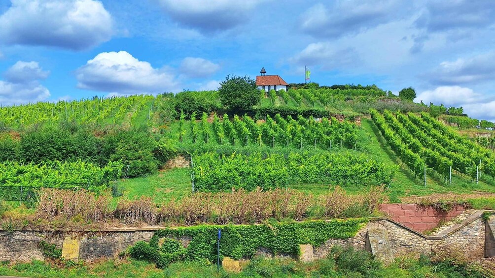 A vineyard on a hillside with rows of grapevines, a small building, and a stone wall. 3