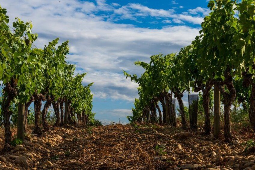 Rows of grapevines in a vineyard under a partly cloudy sky. 4