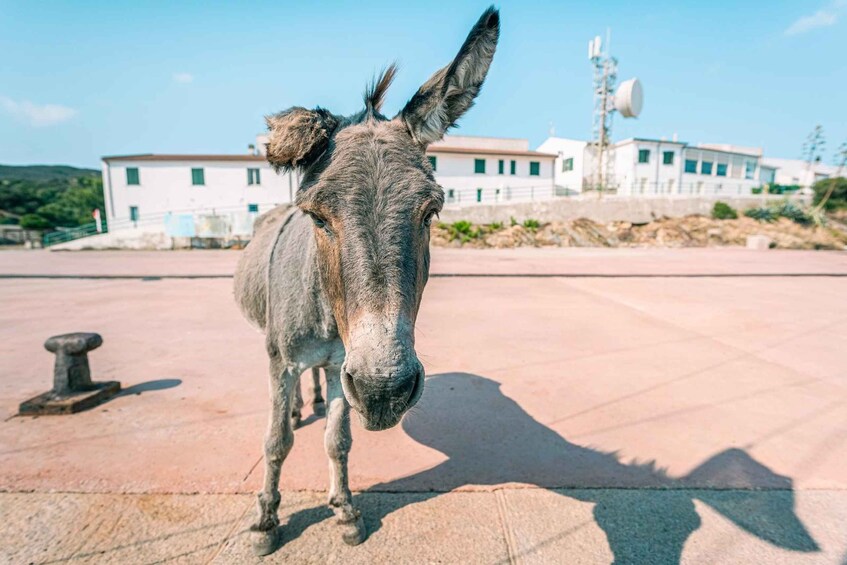 A donkey standing on a paved surface with buildings and a wind turbine in the background. 3
