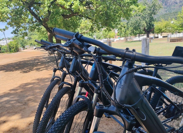 A row of bicycles parked under a tree in a park. 2