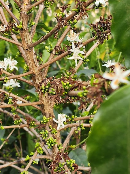 A tree with white flowers and green buds. 5