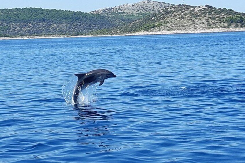 Dolphins are often seen on the tours 2