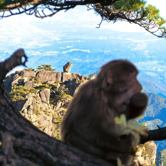 A monkey sitting on a tree branch with a mountainous landscape in the background. 2