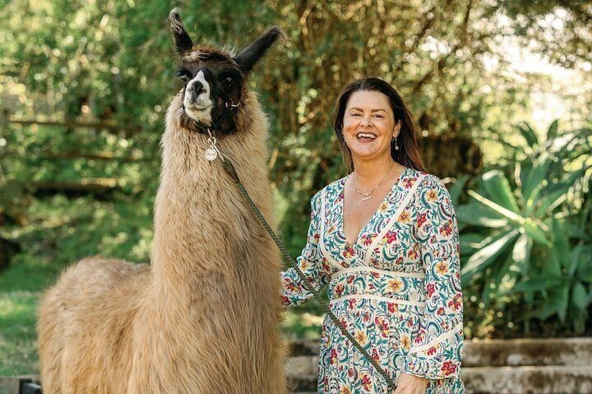 Alpaca Llama and Bunny Tea Parties 2