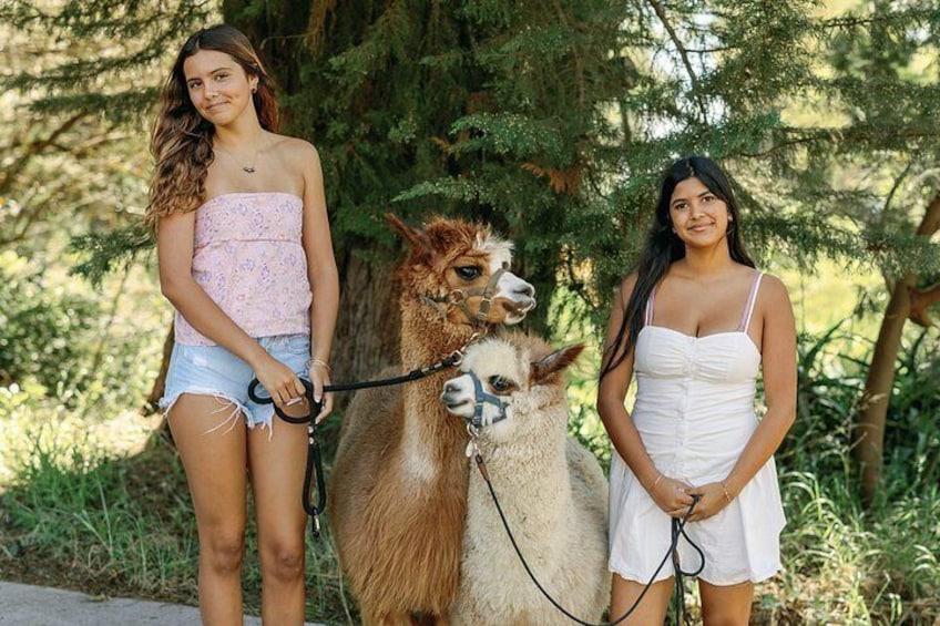 Alpaca Llama and Bunny Tea Parties 4