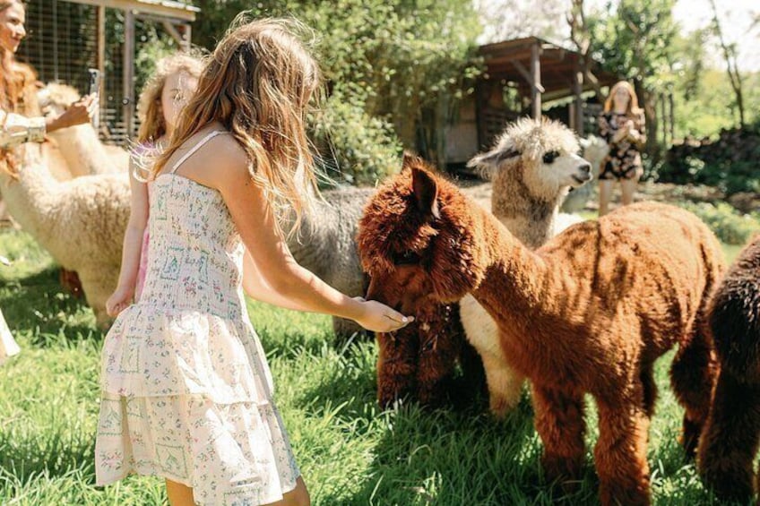 Alpaca Llama and Bunny Tea Parties 5