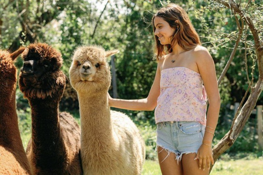 Alpaca Llama and Bunny Tea Parties 4