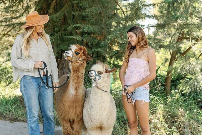 Alpaca Llama and Bunny Tea Parties 5