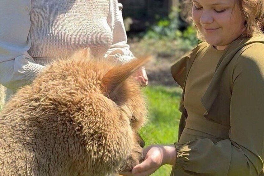 Alpaca Llama and Bunny Tea Parties 3