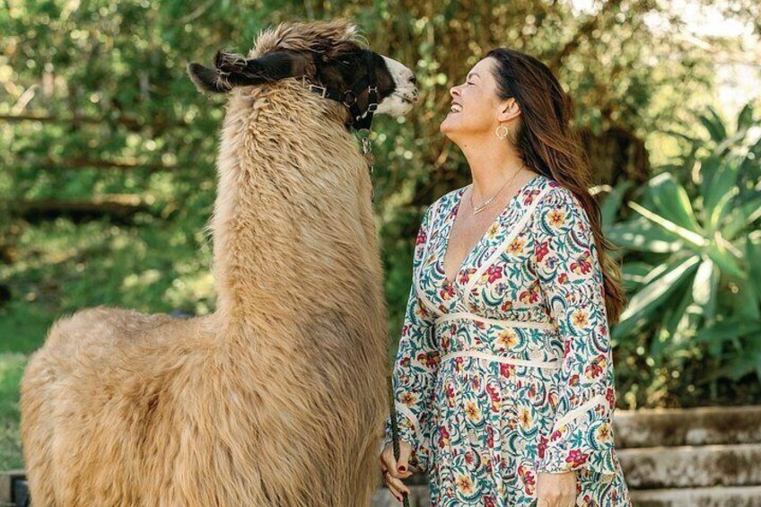 Alpaca Llama and Bunny Tea Parties 3