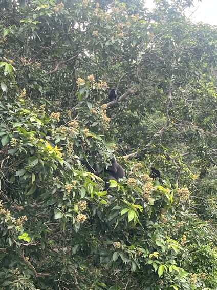 Picture 9 for Activity Hike or Boat Trip: Penang National Park & Garden Pick 3