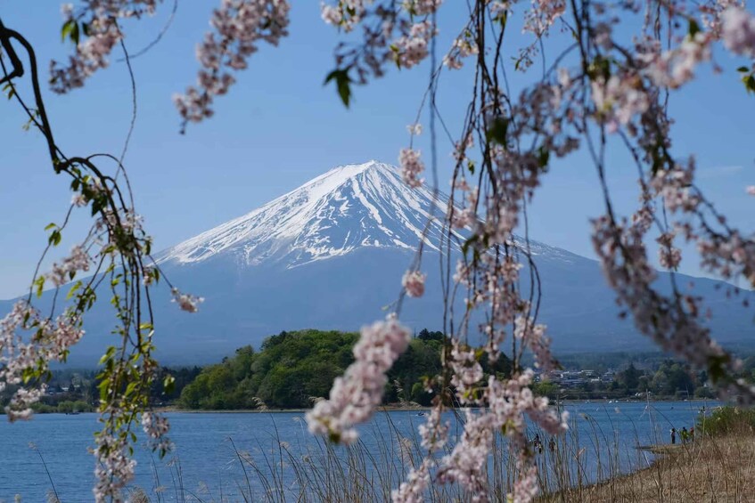 A snow-capped mountain, a body of water, and cherry blossoms in the foreground. 4