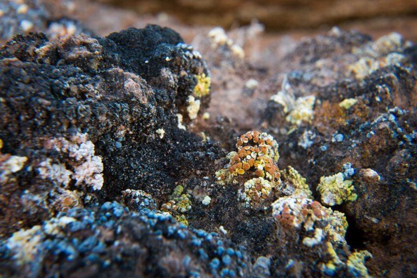 A close-up of a rocky surface with various lichen and moss growths. 3