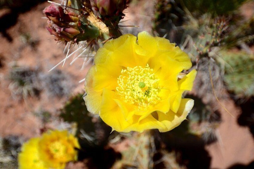 A yellow flower with a green center, surrounded by spiky cactus plants. 2