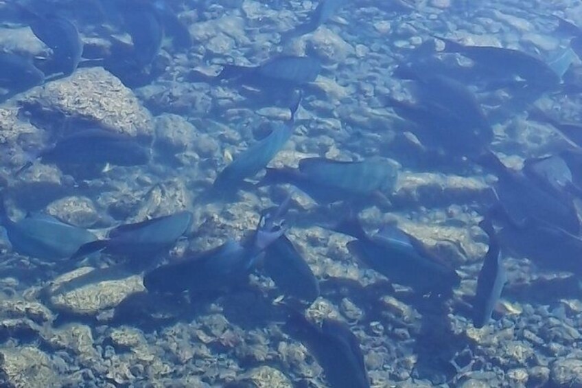 A school of fish swimming over a rocky seabed. 2