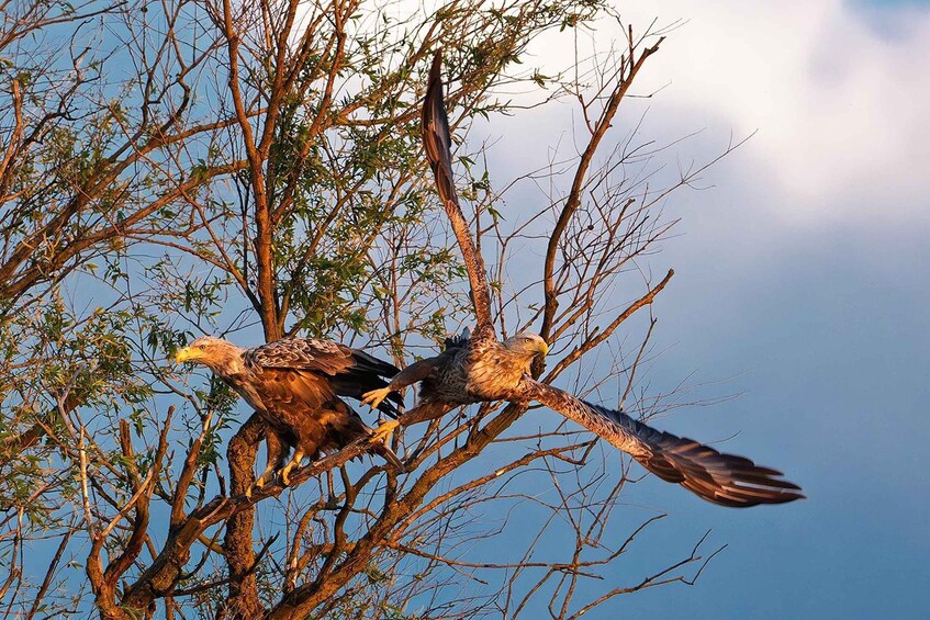 Picture 7 for Activity Tulcea: Danube Delta Experience: Nature & Wildlife Tour 3