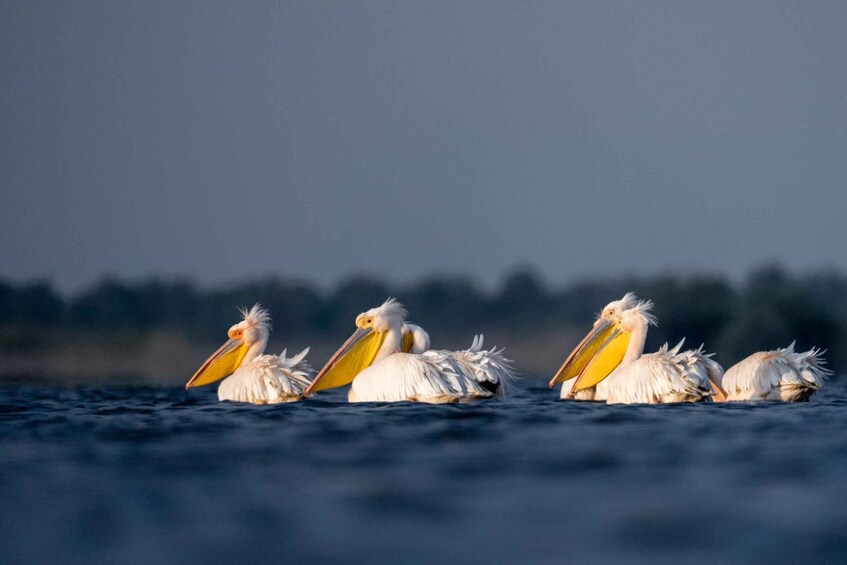 Picture 11 for Activity Tulcea: Danube Delta Experience: Nature & Wildlife Tour 5