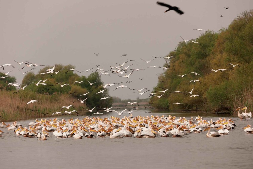 A large group of pelicans on the water with seagulls flying overhead. 5