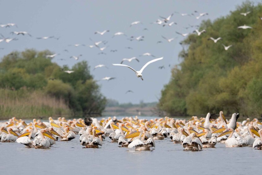 A flock of birds, including pelicans, on a body of water with trees in the background. 1