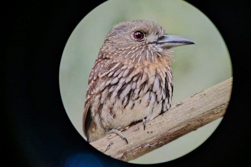 Ein Vogel mit braunen und weißen gefleckten Federn sitzt auf einem Ast. 3
