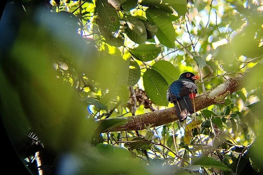 Ein Vogel sitzt auf einem Ast inmitten üppiger Vegetation. 5