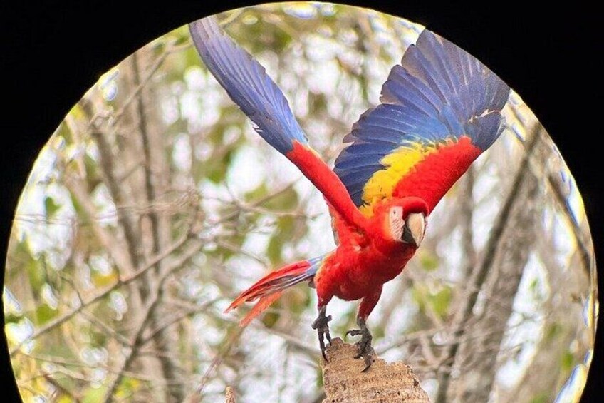 Ein roter Papagei sitzt mit ausgebreiteten Schwingen auf einem Ast. 1
