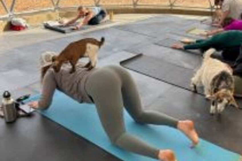 A person lying on a mat with a dog on their back. 3