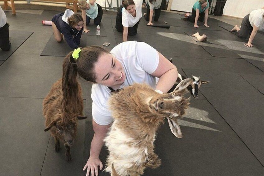A person interacting with a llama and a goat in an indoor setting with mats on the floor. 1