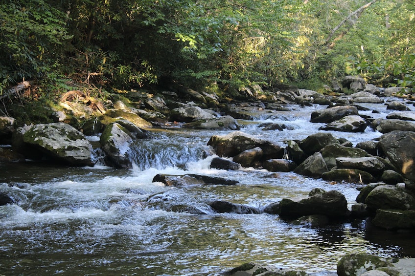 A flowing river with rocks and dense green foliage. 4