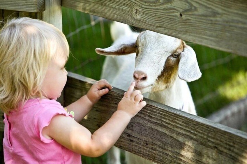Hands on Farm Experience in Montana 2